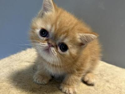 Exotic Shorthair Male - Exotic - Gallery Photo #1