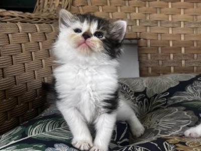 Mini - Siberian - Gallery Photo #1