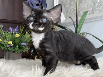 Quiana - Devon Rex - Gallery Photo #1