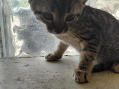 Savannah Purebred Black Male N Female - Savannah - Gallery Photo #1