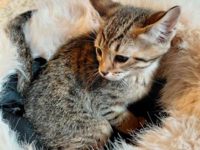Savannah Purebred Female And Male - Savannah - Gallery Photo #1