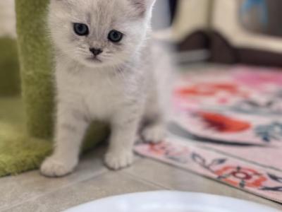 Jeannie - British Shorthair - Gallery Photo #1