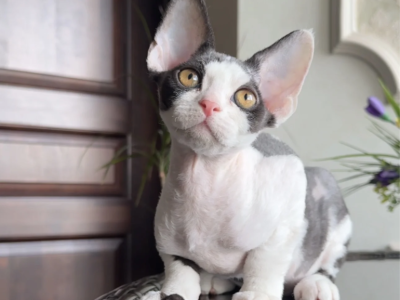 Samuel - Devon Rex - Gallery Photo #1