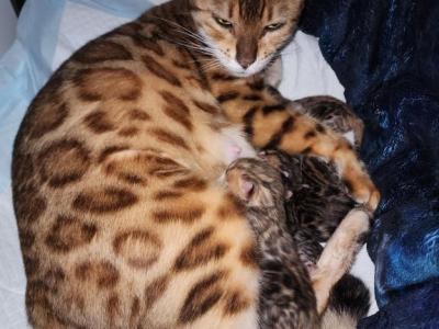 Divas Upcoming Litter - Bengal - Gallery Photo #1