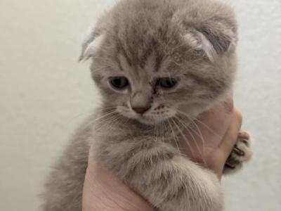 Sunny - Scottish Fold - Gallery Photo #1