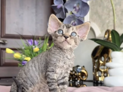 Xemon - Devon Rex - Gallery Photo #1