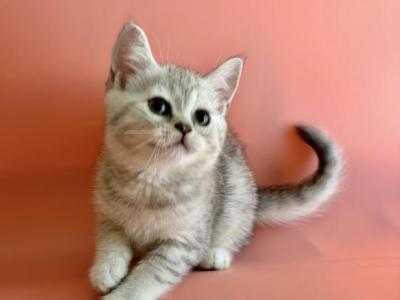 Leo - British Shorthair - Gallery Photo #1