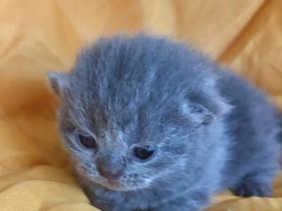 Lord - Scottish Fold - Gallery Photo #1