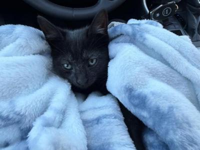 Midnight Blue - Domestic - Gallery Photo #1