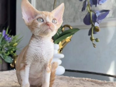 Yakov - Devon Rex - Gallery Photo #1