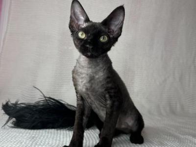 Devon Rex Black Male - Devon Rex - Gallery Photo #1
