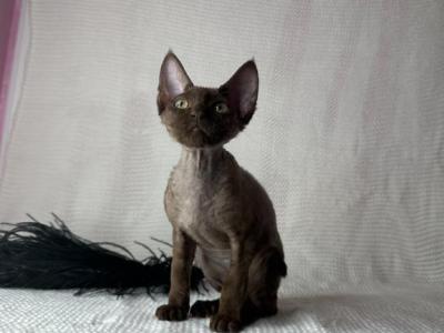 Devon Rex Chocolate Male - Devon Rex - Gallery Photo #1