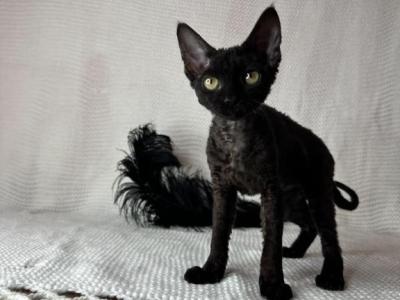 Devon Rex Black Female - Devon Rex - Gallery Photo #1
