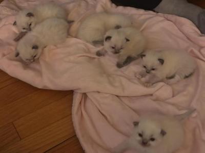 Ragdoll - Ragdoll - Gallery Photo #1