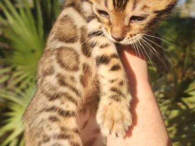 Moons Upcoming Litter - Bengal - Gallery Photo #1