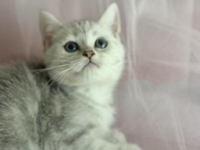 Snow Ball - British Shorthair - Gallery Photo #1