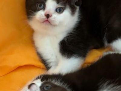 Monroe - British Shorthair - Gallery Photo #1