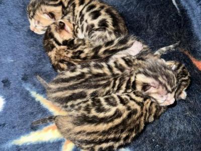 TICA Bengal Kittens - Bengal - Gallery Photo #1