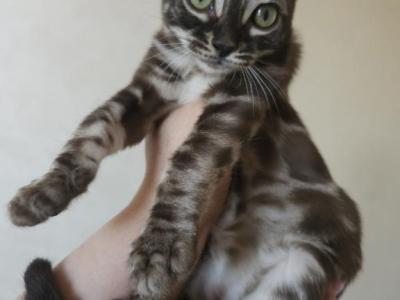 Brown Marble Bengal Male - Bengal - Gallery Photo #1