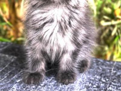 Black Smoke Female - Maine Coon - Gallery Photo #1