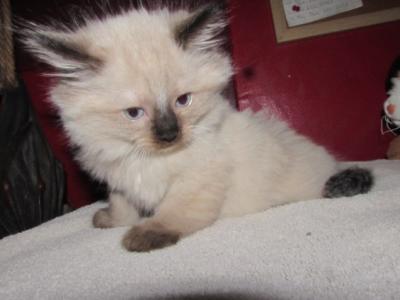 Kittens Deposit - Ragdoll - Gallery Photo #1