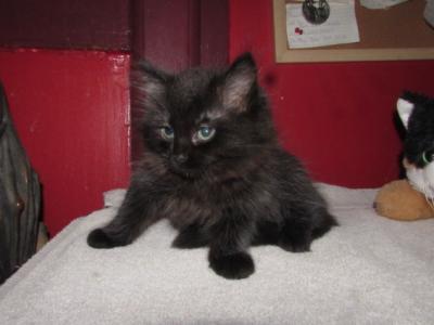 Kittens Deposit - Ragdoll - Gallery Photo #1