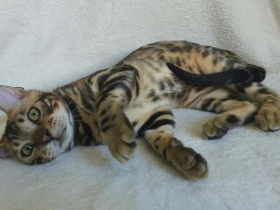 Brown Rosetted Bengal Male - Bengal - Gallery Photo #1