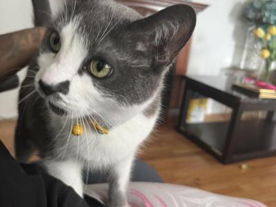 Nala - Domestic - Gallery Photo #1