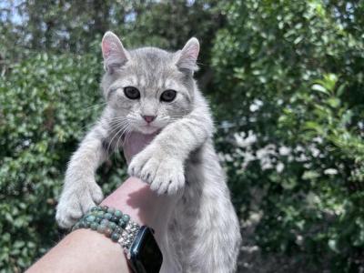 Polydactyl - Polydactyl - Gallery Photo #1