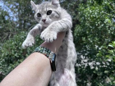 Highland Lynx In Montana - Highlander - Gallery Photo #1