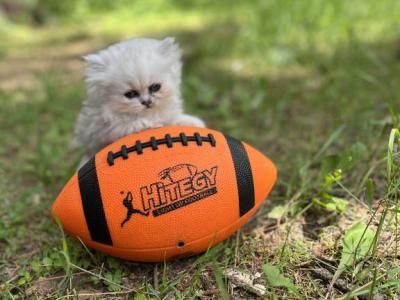 Lucy - Persian - Gallery Photo #1