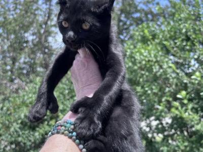 Polydactyl Black Male Kittens - Polydactyl - Gallery Photo #1
