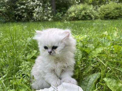 Luna - Persian - Gallery Photo #1