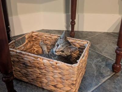 Tiger - Domestic - Gallery Photo #1