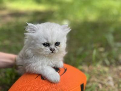 Lily - Persian - Gallery Photo #1