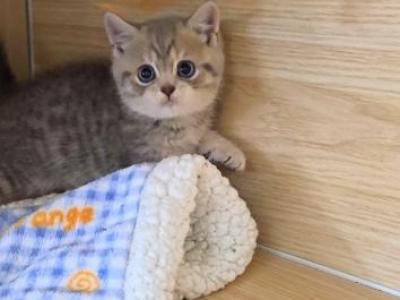 Bubu - British Shorthair - Gallery Photo #1