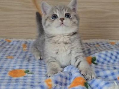 Sammy - British Shorthair - Gallery Photo #1