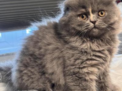 Comet - Scottish Fold - Gallery Photo #1