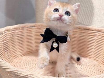 Toto - British Shorthair - Gallery Photo #1