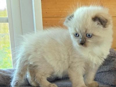Scottish Fold And Scottish Straight Color Point Ki - Scottish Fold - Gallery Photo #1