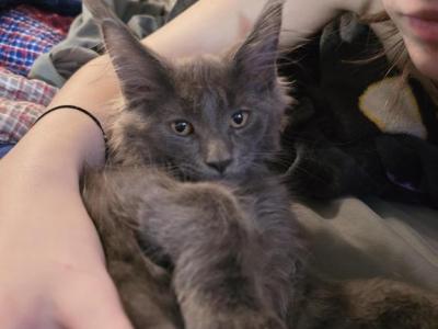 Lil Boy Blue - Maine Coon - Gallery Photo #1