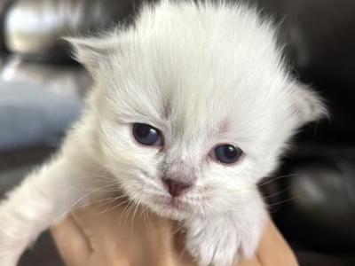 LIBRA - Siberian - Gallery Photo #1