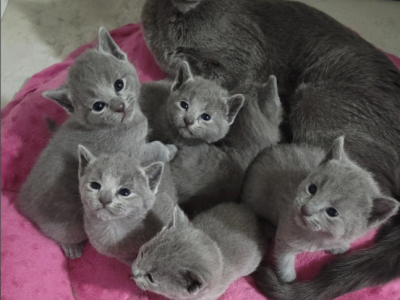 Russian Blue Kittens Litter 3 - Russian Blue - Gallery Photo #1