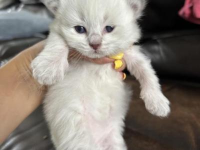 LEO - Siberian - Gallery Photo #1