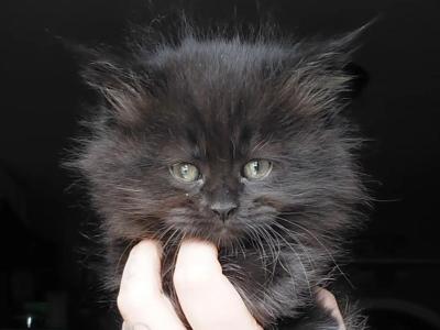 Void Maine Coon Dollface Persian Hybrid - Maine Coon - Gallery Photo #1