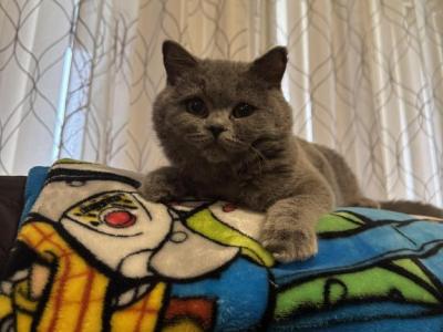 Romeo - British Shorthair - Gallery Photo #1