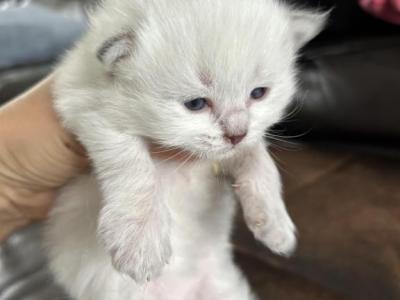 LUCKY - Siberian - Gallery Photo #1