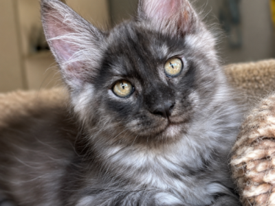 Boy V48 - Maine Coon - Gallery Photo #1