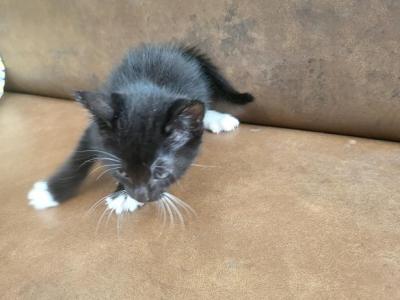 Kitty2 - Domestic - Gallery Photo #1