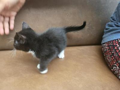 Kitty 3 - Domestic - Gallery Photo #1
